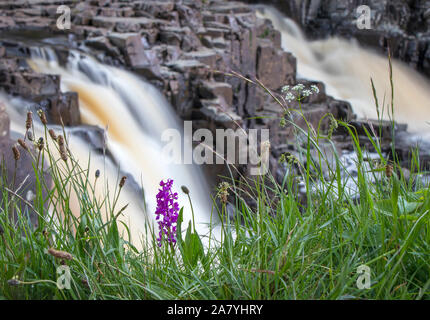 Early Purple Orchid (Orchis mascula) mit dem Wasserfall mit geringer Kraft hinter, Obere Teesdale, County Durham, UK Stockfoto