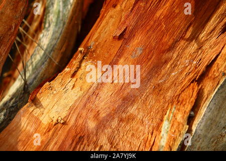 Close up Kern der Baum Stockfoto