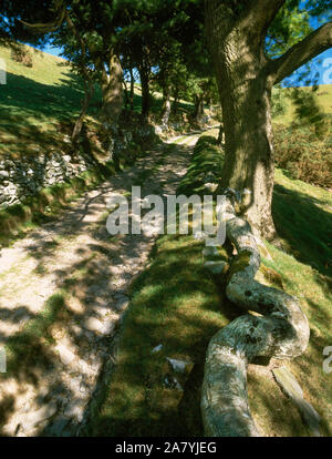 Ein alter Bauernhof trackway, jetzt Teil der Offa's Dyke Path, bis der Clwydian Hügel Hügel bis zum Grat. Die Bank auf dem righr hat erodiert Ash Tree root zu offenbaren. Stockfoto