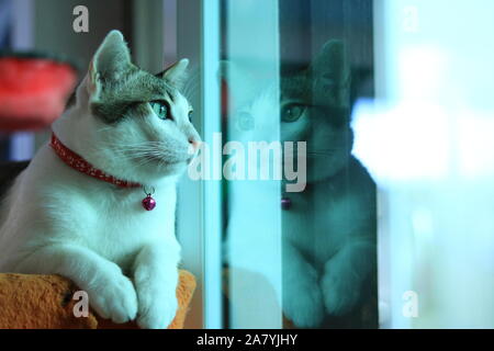 Seitenansicht, Katze im Fenster fühlen gehen möchte, Stockfoto