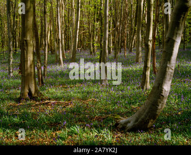 Große verdeckte Bluebell Holz, Crabtree - cerrig, Llanferres, Ruthin, Denbighshire. Bluebells, mit Buschwindröschen durchsetzt, die Blüte im gepflanzt Buche Woo Stockfoto