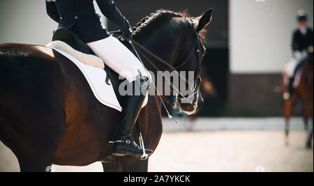 Eine dunkle Bay Horse im Reitsport mit einem Reiter im Sattel sieht bei einem Mitbewerber in der Dressur. Stockfoto