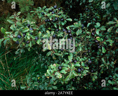 Reife Schlehe im Dickicht der Schlehdorn, Gwaenysgor, Flintshire, North Wales Stockfoto