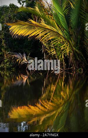 Nipa-Palmen (Nypa fruticans) am Ufer des Sangatta-Flusses in Ost-Kutai, Ost-Kalimantan, Indonesien. Stockfoto