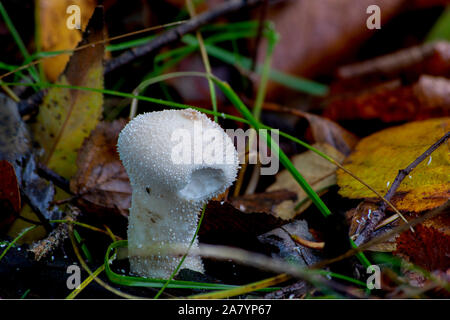 Junge gemeinsame Puffball (Lycoperdon perlatum) Pilz auf Waldboden in europäischen Wäldern. Stockfoto