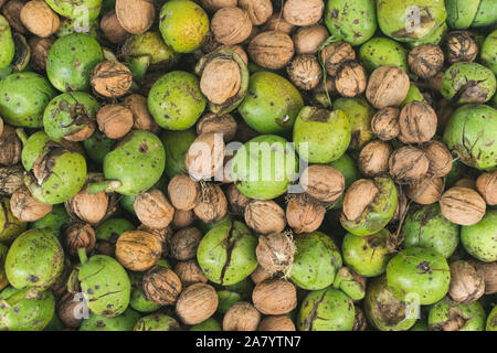 Frisch gepflückte Reif raw Walnüsse geschält. Full Frame Foto Stockfoto