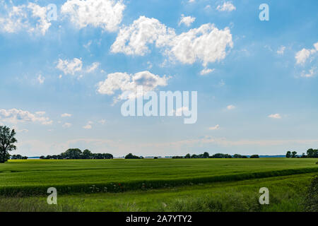 Schaprode, Rügen, Getreidefeld, Bodden, Hiddensee Stockfoto