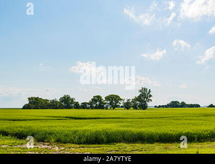 Schaprode, Rügen, Getreidefeld, Bodden, Hiddensee Stockfoto