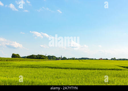 Schaprode, Rügen, Getreidefeld, Gemeinde, Kirchturm Stockfoto