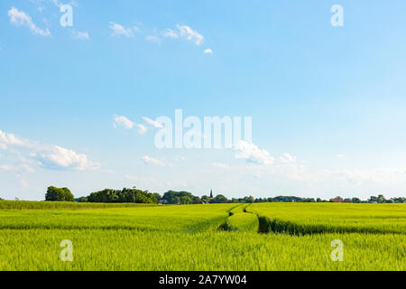 Schaprode, Rügen, Getreidefeld, Gemeinde, Kirchturm Stockfoto