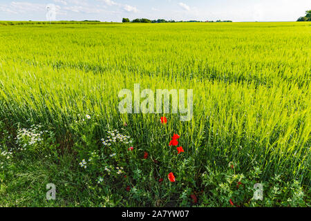 Schaprode, Rügen, Getreidefeld, Gemeinde, Kirchturm Stockfoto