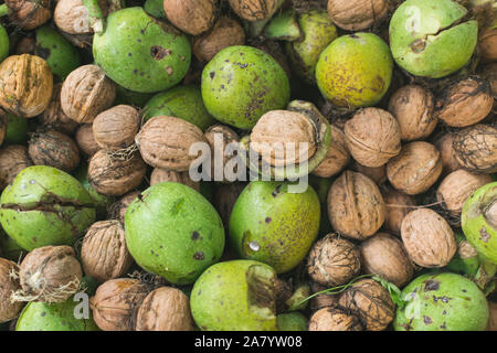 Frisch gepflückte Reif raw Walnüsse geschält. Full Frame Foto Stockfoto