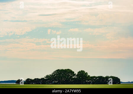 Schaprode, Rügen, Getreidefeld, Bauumsel, Boddenlandschaft Stockfoto