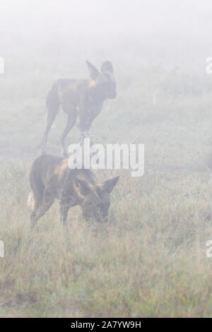 Teil einer Wild Dog pack die Rückkehr von der Jagd am frühen Morgen Nebel, in der Nähe von und in Richtung, Hochformat, Ol Pejeta, Laikipia Kenia Afrika Stockfoto