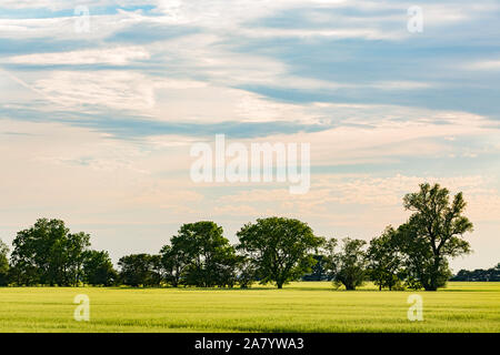 Schaprode, Rügen, Getreidefeld, Bauumsel, Boddenlandschaft Stockfoto