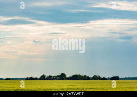 Schaprode, Rügen, Getreidefeld, Bauumsel, Boddenlandschaft Stockfoto