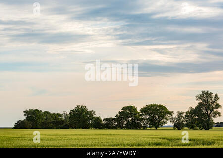 Schaprode, Rügen, Getreidefeld, Bauumsel, Boddenlandschaft Stockfoto