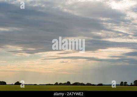 Schaprode, Rügen, Getreidefeld, Bauumsel, Boddenlandschaft Stockfoto