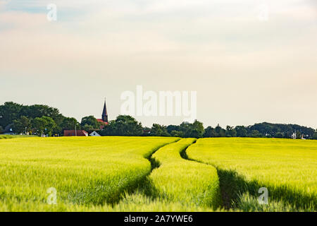 Schaprode, Rügen, Getreidefeld, Gemeinde, Kirchturm Stockfoto