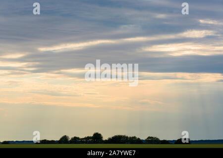 Schaprode, Rügen, Getreidefeld, Bauumsel, Boddenlandschaft Stockfoto