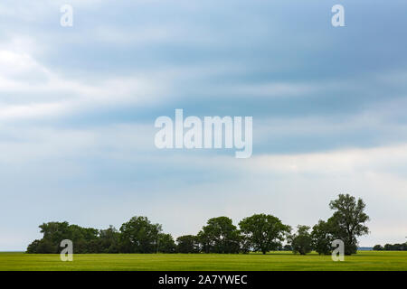 Schaprode, Rügen, Getreidefeld, Bauumsel, Boddenlandschaft Stockfoto