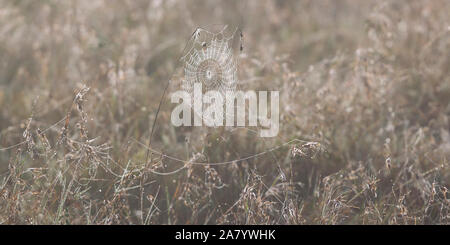 Von hinten beleuchtete Spinnen web auf lange Gras im frühen Morgenlicht, weite Landschaft Format, Ol Pejeta Conservancy, Laikipia, Kenia, Afrika Stockfoto