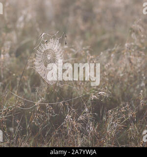 Von hinten beleuchtete Spinnen web auf lange Gras im frühen Morgenlicht, quadratischen Format, Ol Pejeta Conservancy, Laikipia, Kenia, Afrika Stockfoto