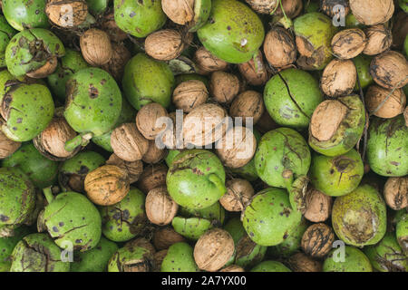 Frisch gepflückte Reif raw Walnüsse geschält. Full Frame Foto Stockfoto