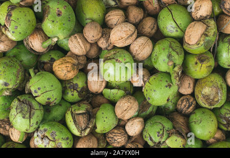 Frisch gepflückte Reif raw Walnüsse geschält. Full Frame Foto Stockfoto