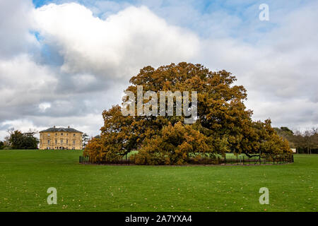 Charter Oak Tree, Danson Park, Bexleyheath, London, England - 3.November 2019: Ein zentrales Merkmal der Danson Park mit Danson Haus im Hintergrund Stockfoto