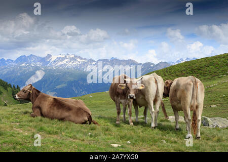 Kühe auf der grünen Weide der Schweizer Alpen. Schweiz Stockfoto