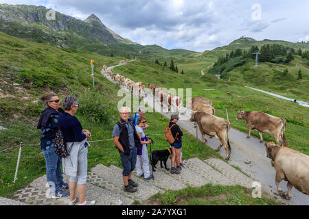 Eine Gruppe von Menschen wartet eine Herde von Kühen, die Straße in Bettmeralp, Schweiz zu überqueren Stockfoto