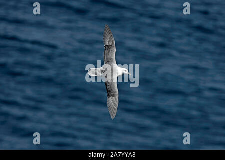 Northern Eissturmvogel (Fulmarus glacialis) gleiten über das Meer, Shetland Inseln, Großbritannien, Juli Stockfoto