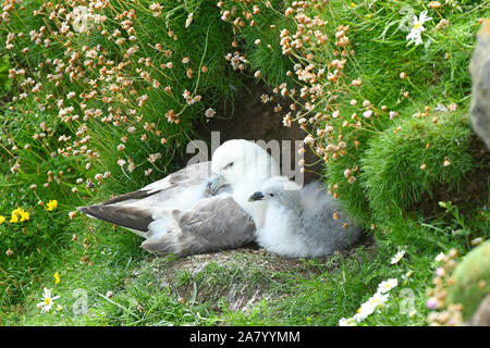 Northern Eissturmvogel (Fulmarus glacialis) Erwachsenen und Küken im Nest, Shetland Inseln, Großbritannien, Juli Stockfoto