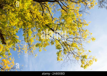 Japanische Pagode baum Styphnolobium japonicum Sophora japonica Blätter auf Branchen niedrigen Winkel, Ansicht von unten im Herbst, Sopron, Ungarn Stockfoto