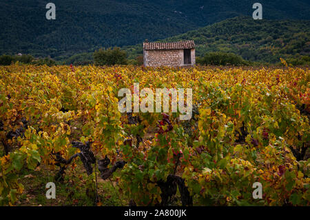 Französische vinyard im Herbst mit einem kleinen Gebäude aus Stein. Provence, Frankreich. Luberon Berge im Hintergrund Stockfoto