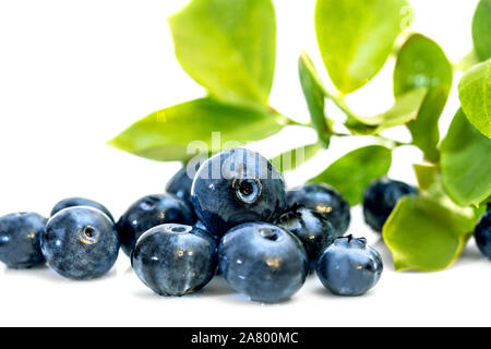 Frische rohe Blaubeeren und grüne Blätter auf weißem Hintergrund Stockfoto