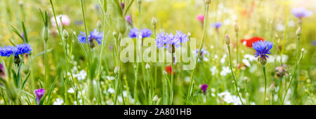 Stiftleiste mit einheimischen Wildblumen, natürlicher Lebensraum für Insekten, Kornblumen und Mohnblumen Stockfoto