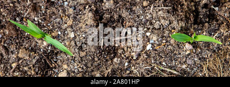 Topview, sprossen Zuckermais aufwachsen, Entwicklung von Zea mays, Panorama Stockfoto