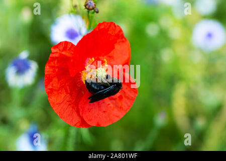 Violett Tischler Biene sitzt auf einem Roter Mohn Blume, Bestäubung und seltene Insekt Stockfoto