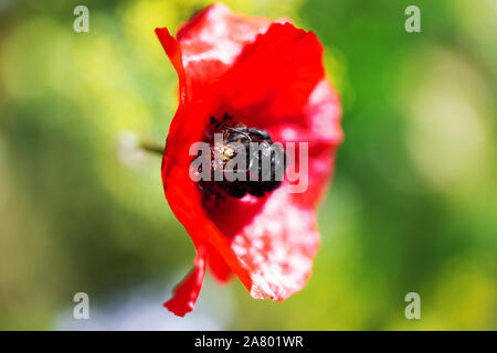 Xylocopa violacea auf rotem Mohn Blume, Schutz seltener Insekten mit einer nativen wildflower Meadow Stockfoto