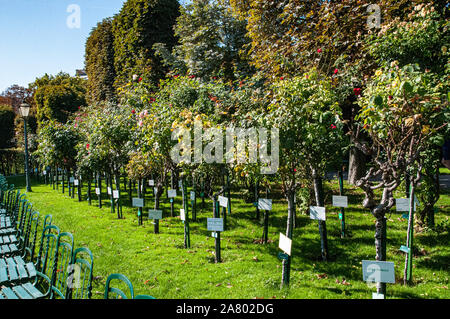 Der Volksgarten (Völker Garten) im September mit dem Burgtheater Gebäude im Hintergrund, Bezirk Innere Stadt, Wien, Österreich Stockfoto