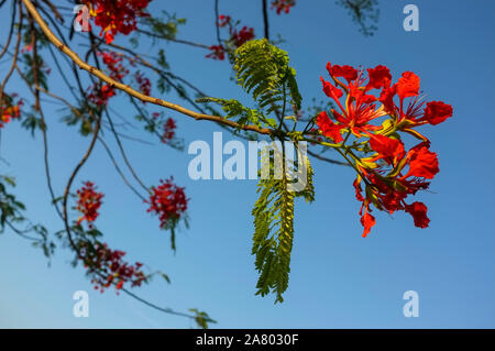 Rote Blumen der Royal Poinciana, Delonix regia. Stockfoto