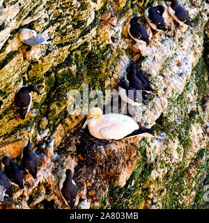 Gannett Nesting mit der trottellummen und Dreizehenmöwen über Bempton Cliffs, Yorkshire Stockfoto