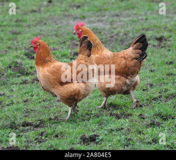 Freilaufenden Hühnern in einem Feld Stockfoto