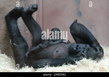 Weibliche Westlicher Flachlandgorilla (Gorilla gorilla Gorilla) namens Kijivu dargestellt mit ihren neugeborenen Baby namens Moja auf der Prager Zoo, der Tschechischen Republik, am 16. Januar 2005. Moja wurde Kijivu und ihren männlichen Partner Richard am 13. Dezember 2004 geboren. Sie war die erste Gorilla Baby in der ganzen Geschichte der tschechischen zoologischen Gärten geboren. Stockfoto