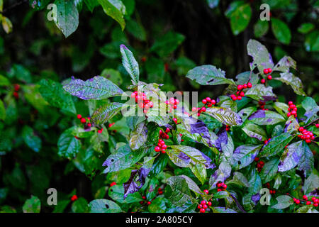 Stechpalme Beeren im Herbst im Wald Stockfoto