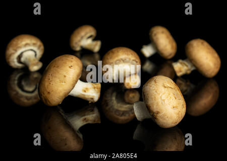 Gruppe von Sieben ganze Frische braune Champignons auf schwarzem Glas isoliert Stockfoto