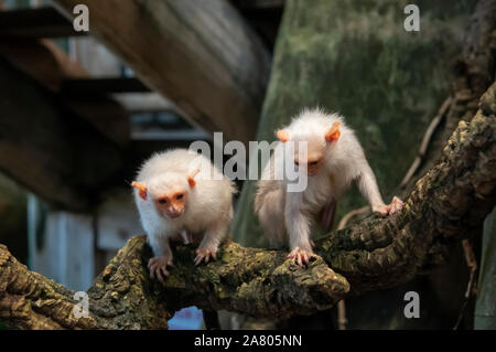 Silbrig Krallenaffen (Mico argentatus) ist eine im östlichen Regenwald des Amazonas in Brasilien lebt. Stockfoto