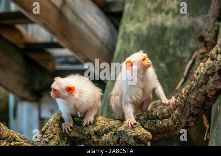 Silbrig Krallenaffen (Mico argentatus) ist eine im östlichen Regenwald des Amazonas in Brasilien lebt. Stockfoto